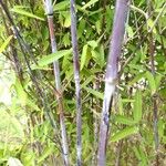 Phyllostachys nigra Kůra