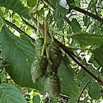 Alnus alnobetula Frucht