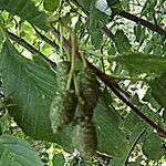 Alnus alnobetula Owoc
