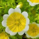 Limnanthes douglasii Leaf