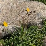 Sonchus maritimus Liść