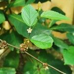 Melochia nodiflora Hoja