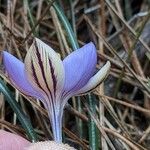 Crocus corsicus Flower