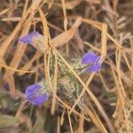 Blepharis linariifolia Flower