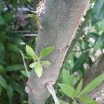 Bontia daphnoides Bark