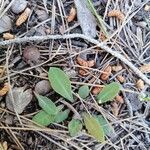 Sonchus bulbosus Hoja