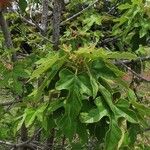 Brachychiton bidwillii Lapas