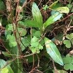 Epilobium tetragonum Leaf