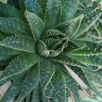 Aloe aristata Лист