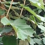 Pterospermum acerifolium Hoja