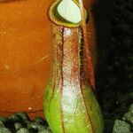 Nepenthes alata Folha