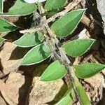 Evolvulus sericeus Leaf