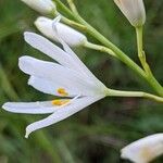 Anthericum liliago 花