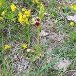 Ophrys insectifera Libunga