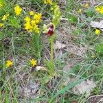 Ophrys insectifera Hábito