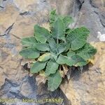 Campanula petraea 形態