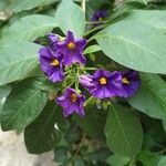 Solanum bonariense Flower