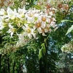 Xanthoceras sorbifolium 花