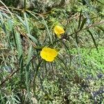 Ludwigia longifolia Virág