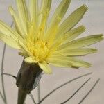 Scorzonera aristata 花