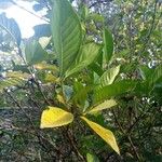 Gardenia jasminoides Leaf