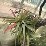 Tillandsia aeranthos 葉