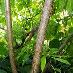 Hydrangea paniculata Bark