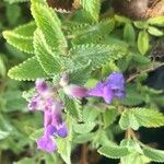 Nepeta × faassenii Floare