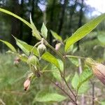Atropa bella-donna Leaf