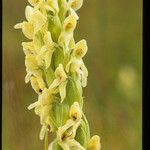 Platanthera hyperborea Floare