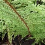 Polystichum setiferum Φλοιός