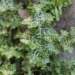 Silybum marianum List