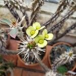 Euphorbia fianarantsoae Λουλούδι