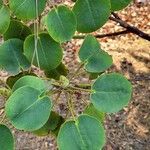 Rhododendron orbiculare List