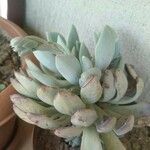 Pachyphytum bracteosum পাতা