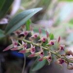 Bulbophyllum resupinatum Kwiat