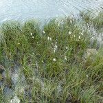 Eriophorum angustifolium ശീലം