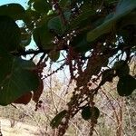 Coccoloba caracasana Fruto