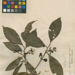 Ocotea neesiana Hoja