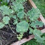 Crambe maritima Leaf