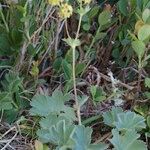 Alchemilla flabellata Хабит