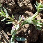 Lythrum hyssopifolia Blatt