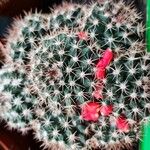 Mammillaria heyderi Fruchs