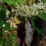 Terminalia prunioides ᱵᱟᱦᱟ