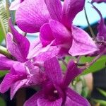 Guarianthe skinneri Flor