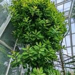 Euphorbia umbellata Habit