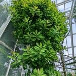 Euphorbia umbellata Хабит