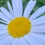 Leucanthemum ircutianum ফুল