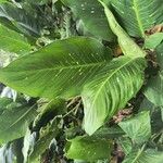 Dieffenbachia oerstedii Hoja