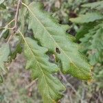 Quercus pubescensFolio